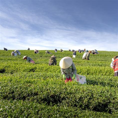 茶葉品牌排名|2024年最佳台灣茶葉推薦：10間你不可錯過的名茶品。